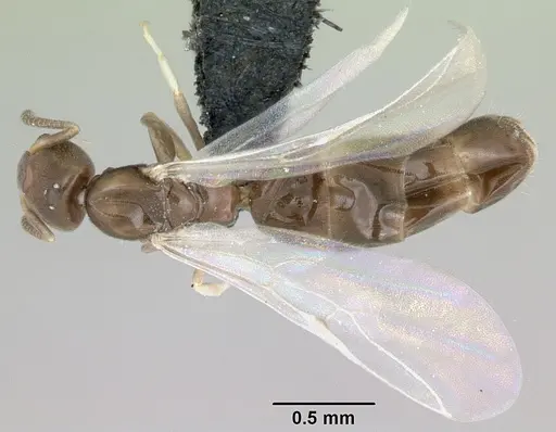 Tapinoma subtile specimen CASENT0453994 image casent0453994_1