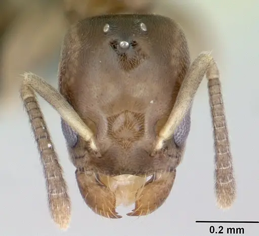 Tapinoma subtile specimen CASENT0453994 image casent0453994_2