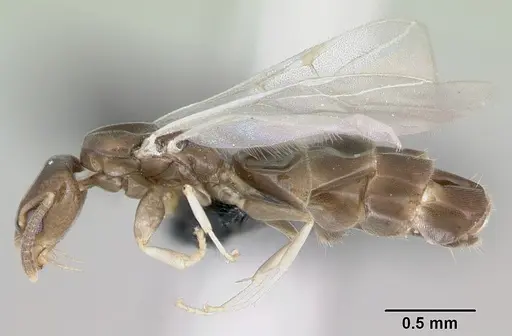Tapinoma subtile specimen CASENT0453994 image casent0453994_3