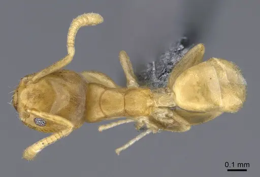 Tapinoma subtile specimen CASENT0923744 image casent0923744_1