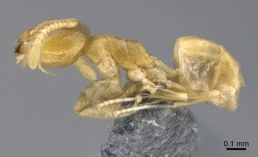 Tapinoma subtile specimen CASENT0923744 image casent0923744_3