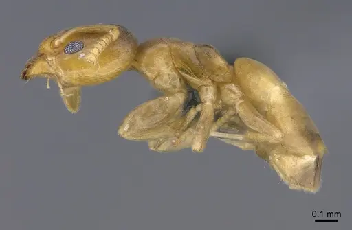 Tapinoma subtile specimen CASENT0923745 image casent0923745_1