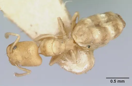 Tapinoma williamsi specimen CASENT0172846 image casent0172846_1