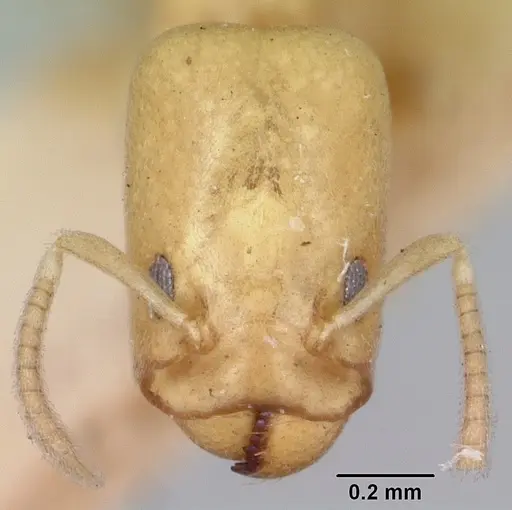 Tapinoma williamsi specimen CASENT0172846 image casent0172846_2