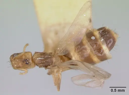 Tapinoma williamsi specimen CASENT0172847 image casent0172847_1