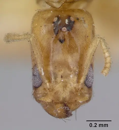 Tapinoma williamsi specimen CASENT0172847 image casent0172847_2