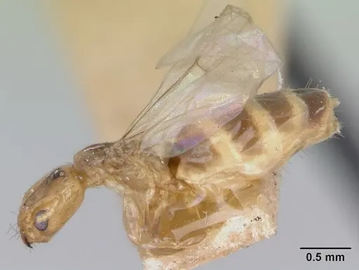 Tapinoma williamsi specimen CASENT0172847 image casent0172847_3