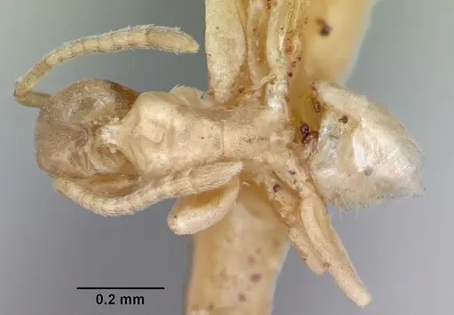 Tapinoma williamsi specimen CASENT0172848 image casent0172848_1