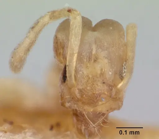 Tapinoma williamsi specimen CASENT0172848 image casent0172848_2