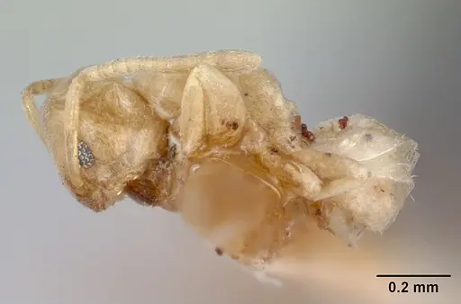 Tapinoma williamsi specimen CASENT0172848 image casent0172848_3