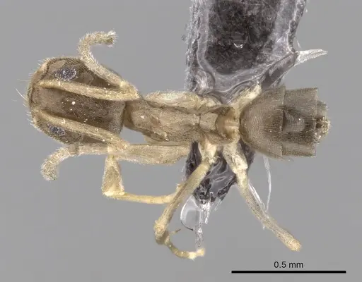 Tapinoma wilsoni specimen CASENT0263919 image casent0263919_1