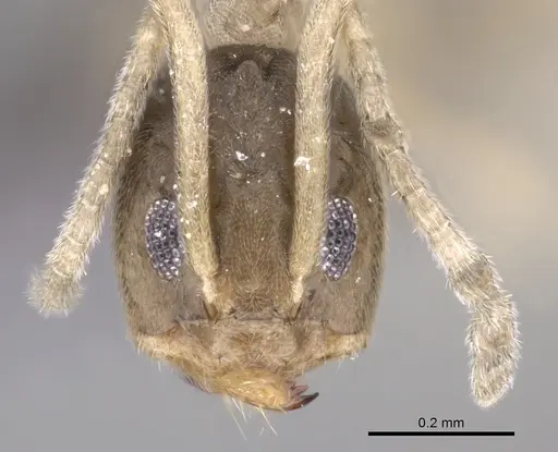 Tapinoma wilsoni specimen CASENT0263919 image casent0263919_2