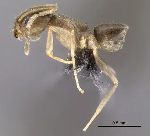 Tapinoma wilsoni specimen CASENT0263919 image casent0263919_3