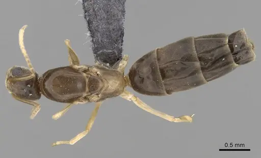 Tapinoma wilsoni specimen CASENT0264400 image casent0264400_1