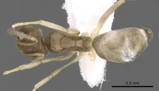 Tapinoma wilsoni specimen CASENT0280973 image casent0280973_1