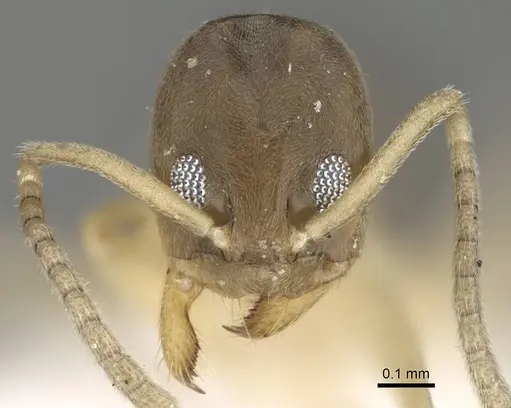 Tapinoma wilsoni specimen CASENT0919800 image casent0919800_2