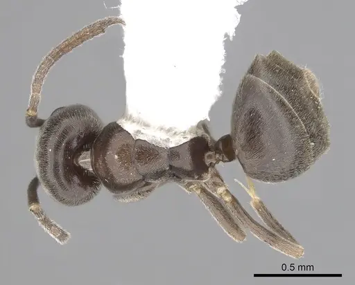 Tapinoma wroughtonii specimen CASENT0249773 image casent0249773_1