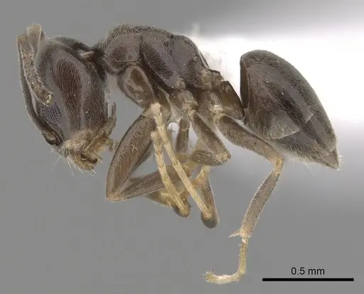 Tapinoma wroughtonii specimen CASENT0249773 image casent0249773_3