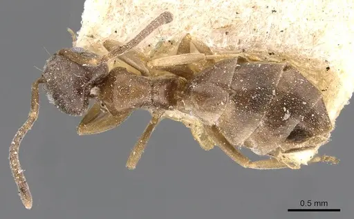 Tapinoma wroughtonii specimen CASENT0909764 image casent0909764_1