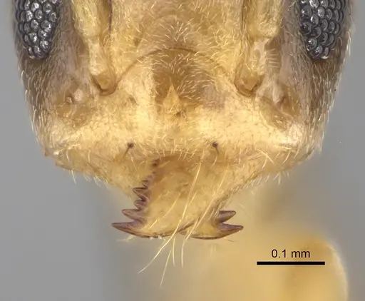 Tapinoma yacoubi specimen CASENT0264244 image casent0264244_3