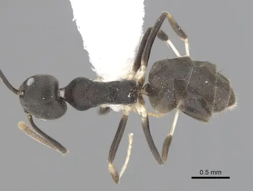 Technomyrmex albicoxis specimen CASENT0249774 image casent0249774_1