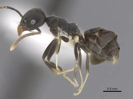 Technomyrmex albicoxis specimen CASENT0249774 image casent0249774_3