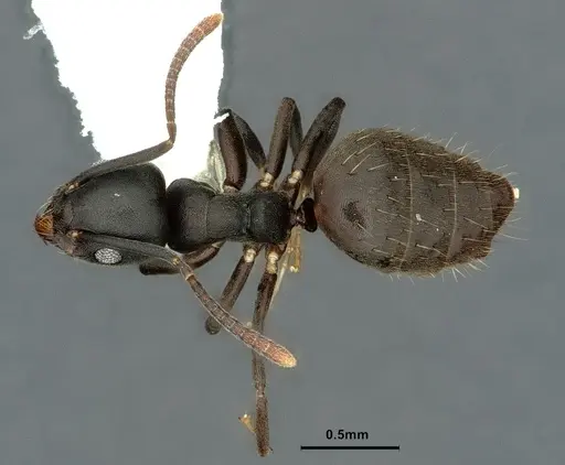 Technomyrmex albicoxis specimen CASENT0886048 image casent0886048_1