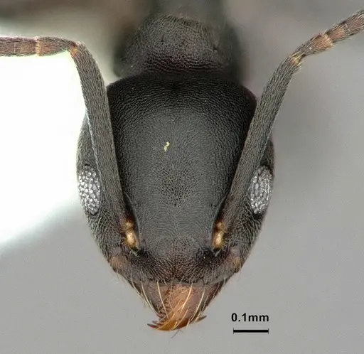 Technomyrmex albicoxis specimen CASENT0886048 image casent0886048_2