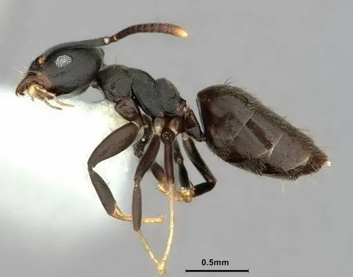 Technomyrmex albicoxis specimen CASENT0886048 image casent0886048_3