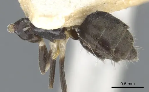 Technomyrmex albicoxis specimen CASENT0903034 image casent0903034_1