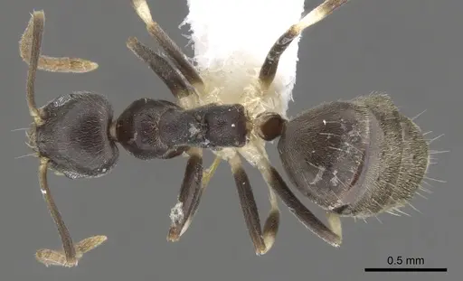 Technomyrmex albicoxis specimen CASENT0903035 image casent0903035_1