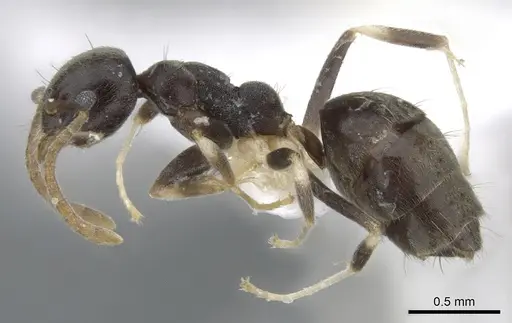 Technomyrmex albicoxis specimen CASENT0903035 image casent0903035_3