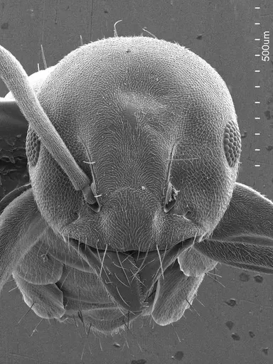 Technomyrmex albipes specimen ANTWEB1008594 image antweb1008594_2