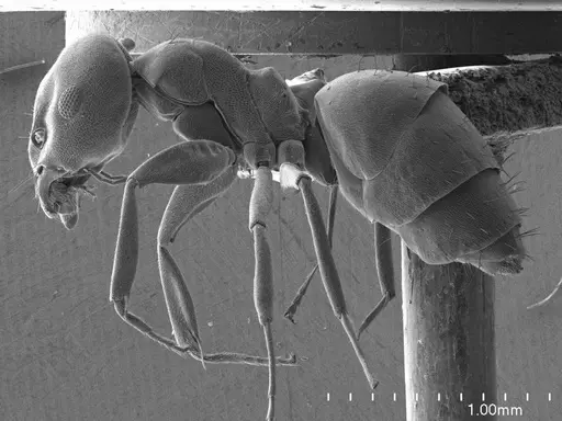 Technomyrmex albipes specimen ANTWEB1008594 image antweb1008594_3