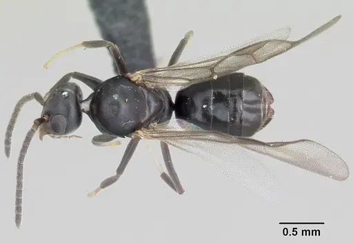 Technomyrmex albipes specimen CASENT0055727 image casent0055727_1