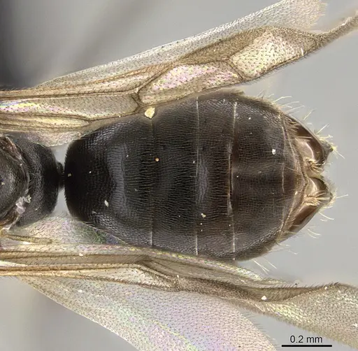 Technomyrmex albipes specimen CASENT0055727 image casent0055727_2