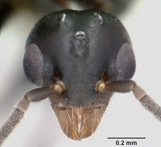 Technomyrmex albipes specimen CASENT0055727 image casent0055727_3