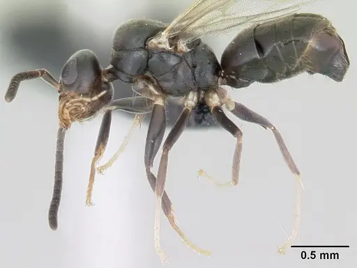 Technomyrmex albipes specimen CASENT0055727 image casent0055727_4