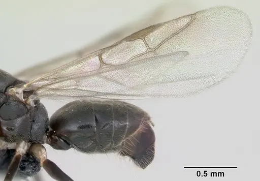 Technomyrmex albipes specimen CASENT0055727 image casent0055727_5