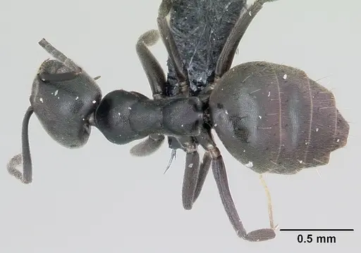 Technomyrmex albipes specimen CASENT0055965 image casent0055965_1