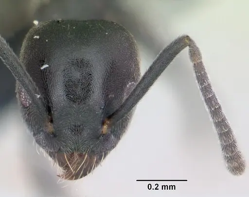 Technomyrmex albipes specimen CASENT0055965 image casent0055965_2
