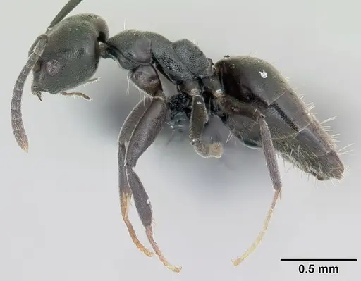 Technomyrmex albipes specimen CASENT0055965 image casent0055965_3