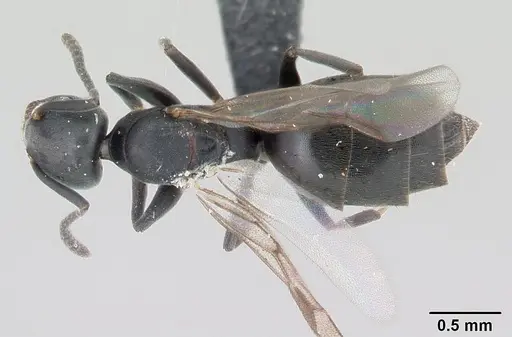 Technomyrmex albipes specimen CASENT0060419 image casent0060419_1