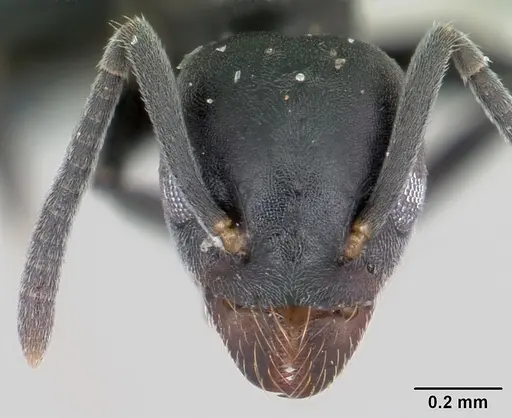 Technomyrmex albipes specimen CASENT0060419 image casent0060419_2