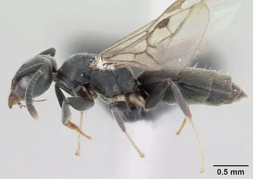Technomyrmex albipes specimen CASENT0060419 image casent0060419_3