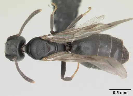 Technomyrmex albipes specimen CASENT0071195 image casent0071195_1