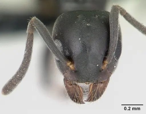 Technomyrmex albipes specimen CASENT0071195 image casent0071195_2