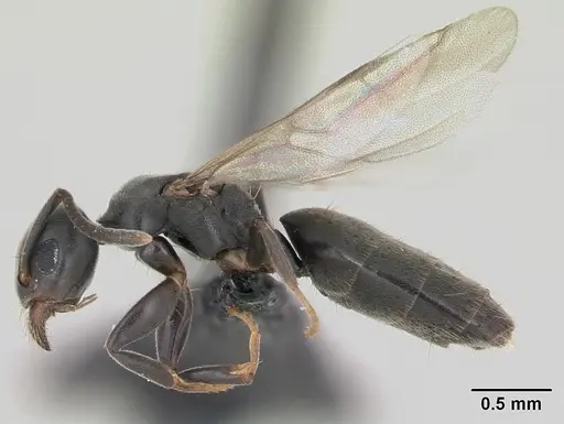 Technomyrmex albipes specimen CASENT0071195 image casent0071195_3