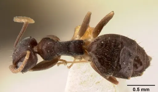 Technomyrmex albipes specimen CASENT0101467 image casent0101467_1