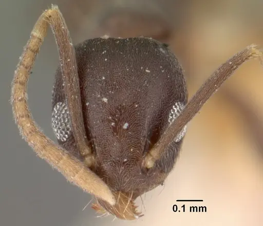 Technomyrmex albipes specimen CASENT0101467 image casent0101467_2